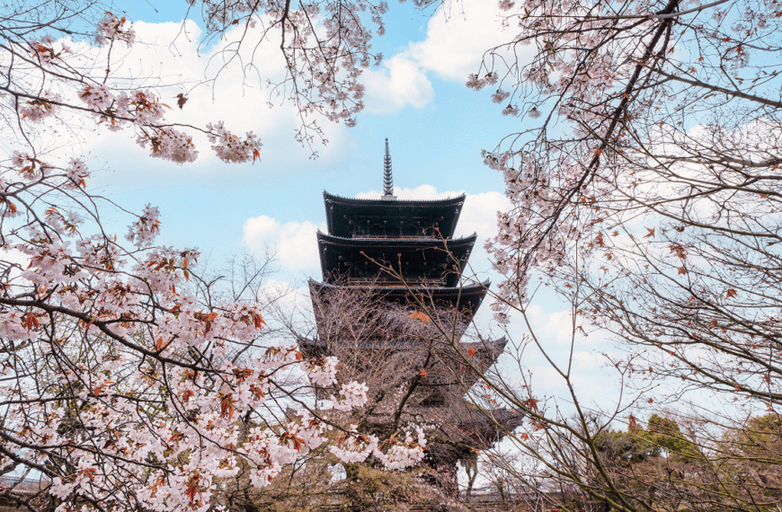 Kyoto in Bloom: Chasing Cherry Blossoms and Timeless…