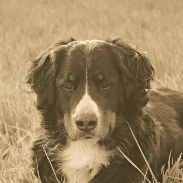 Nam Non Lpsum Lacinia Viverra