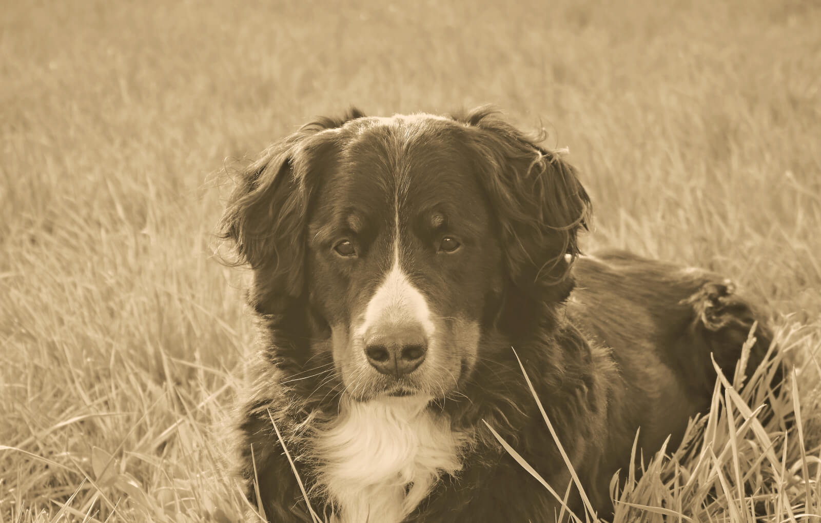 Nam Non Lpsum Lacinia Viverra