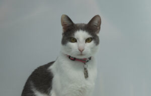 Duis Auctor Lectus Posuere