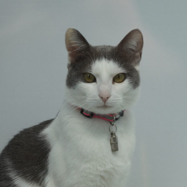 Duis Auctor Lectus Posuere